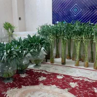 شیشه بامبوقطره بامبوبامبو بدون پیچ و پیچدار|گل و گیاه طبیعی|مشهد, شهید مطهری|دیوار