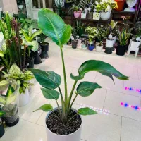 فروش گلهای آپارتمانی و مشاوره گیاه پزشکی|گل و گیاه طبیعی|پردیس, فاز ۴|دیوار