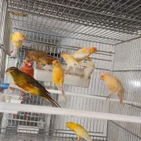 قناری نر و ماده