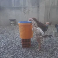 دوعددخروس لاری|حیوانات مزرعه|خان ببین, |دیوار