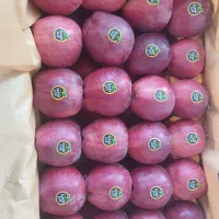 سیب درجه یک قرمز و سفید|عمدهفروشی|انگوران, |دیوار