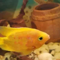 ماهی کت فیش اسپرت (لجن خوار) فلاور باکس و پرت مولد|ماهی|تهران, افسریه شمالی|دیوار