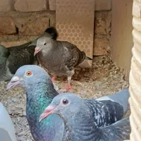 جفت جوجه مگس