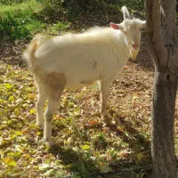 باسلام.   بز نره سانن|حیوانات مزرعه|رزن, |دیوار