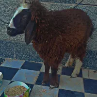 گوسفند خوش خوراک