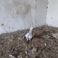 کبوتر بشرت