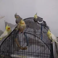چند عدد عروس هندی