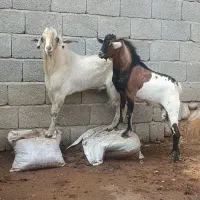 نری کهره نر مخصوص داشت وکشتن