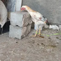 خروس لاری طلای