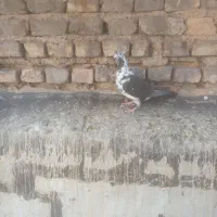 ماده سینه سفید