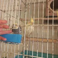 طوطی عروس سخنگو|پرنده|الوند, |دیوار