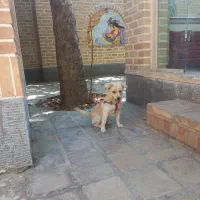 سگ اشپیتز نر