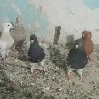 جفت کفتر کله