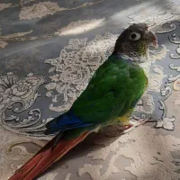 فروش طوطی گرینچیک