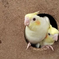 لوتینوچشم شرابی