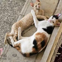 گربه گمشده