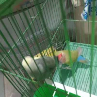 مرغ عشق|پرنده|خمینیشهر, |دیوار