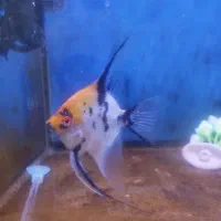 یک جفت ماهی آنجل کله پرتقالی کلکسیونی