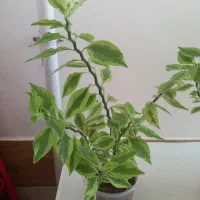 گلهای پدیلانتوس|گل و گیاه طبیعی|کرمانشاه, |دیوار