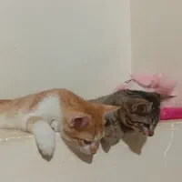 گربه ۵ ماهه|گربه|سنقر, |دیوار