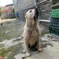 ماده الابای ۲ساله