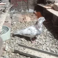 کبوتر تهرانی ۵۰۰