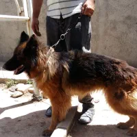 سگ نگهبان فوق العاده باهوش ژرمن شپرد