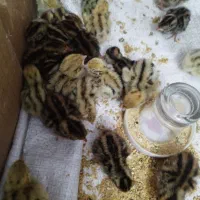 جوجه بلدرچین