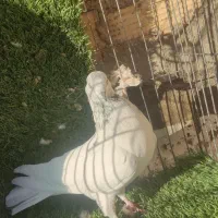 حیوون کاشون|پرنده|اردکان, |دیوار