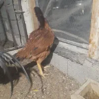 مرغ و خروس لاری|حیوانات مزرعه|نوشین شهر, |دیوار