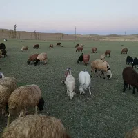 گوسفند یک گله۶۱عددی|حیوانات مزرعه|چنگ الماسی, |دیوار