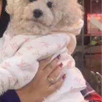 برای توله گیری|سگ|کرمانشاه, |دیوار