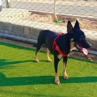 دو رگه ژرمن دوبرمن