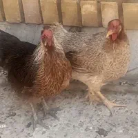 مرغ و خروس و جوجه