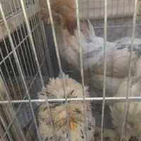 ۵ تا مرغ و خروس سلطان. فوق العاده زیبا|حیوانات مزرعه|اصفهان, طامه|دیوار