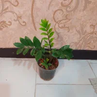 گل وگیاه آپارتمانی  فروشی|گل و گیاه طبیعی|شاهین‌شهر, مخابرات (شهید بهشتی)|دیوار