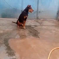 سگ دوبر من جوانه سر حال|سگ|کرمانشاه, |دیوار