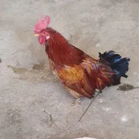 خروس|حیوانات مزرعه|خرم‌آباد, |دیوار