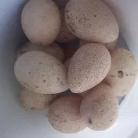 تخم بوقلمون