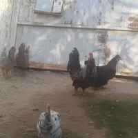 مرغ و خروس فروشی|حیوانات مزرعه|خورموج, |دیوار