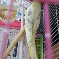 جفت عروس دوکت مولد سخنگو باقفس شیک|پرنده|دورود, |دیوار