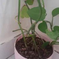 گل پتوس|گل و گیاه طبیعی|تبریز, |دیوار