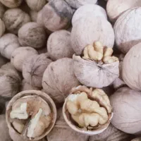 فروش گردو مغز گردو