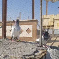 کفتر تیدی|پرنده|میناب, |دیوار