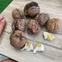 گردو اعلا درجه یک خلخال