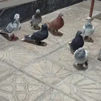 7تا کبوتر‌‌ خوب