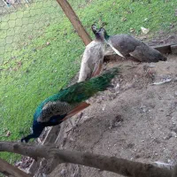 پرنده بهشتی