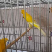 قناری رسمی بلند و یکسر جیبر