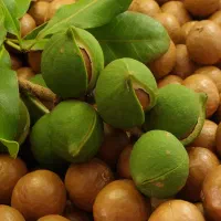 نهال فندق استرالیایی ماکادمیا|گل و گیاه طبیعی|رامسر, |دیوار