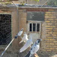 تعدادی کبوتر|پرنده|تهران, امیریه|دیوار